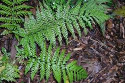 Asplenium ×lucrosum. Mature plant showing dimorphic fertile and sterile fronds, the fertile more finely divided.
 Image: L.R. Perrie © Te Papa CC BY-NC 3.0 NZ